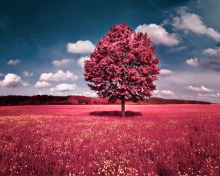 Screenshot №1 pro téma Pink Grass Field 220x176