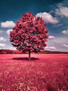 Sfondi Pink Grass Field 240x320