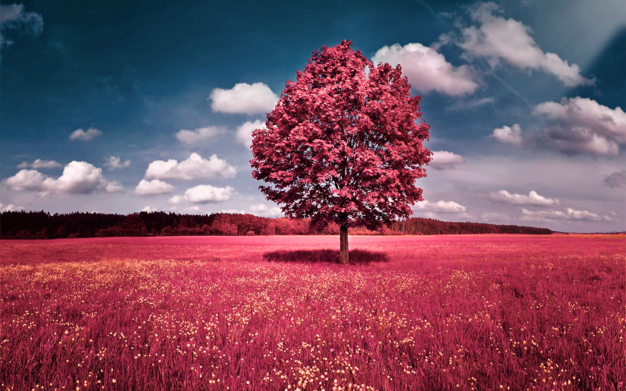 Pink Grass Field wallpaper 2560x1600