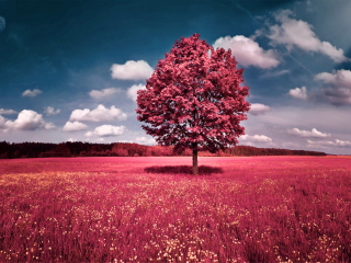 Das Pink Grass Field Wallpaper 320x240