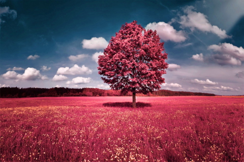 Pink Grass Field wallpaper 480x320