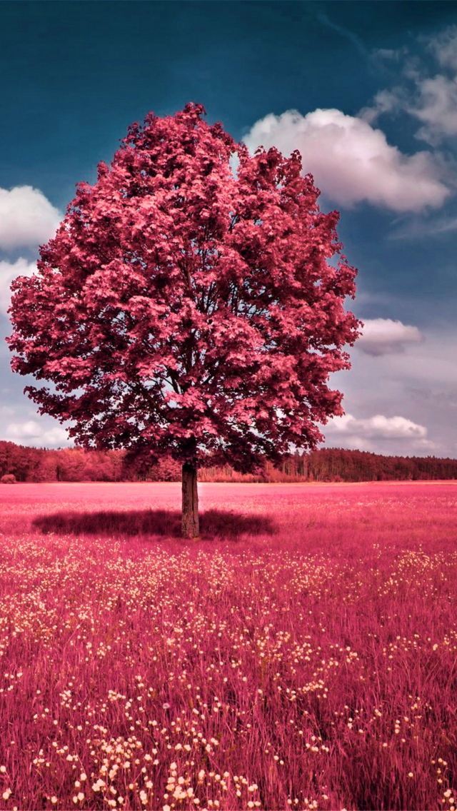Das Pink Grass Field Wallpaper 640x1136