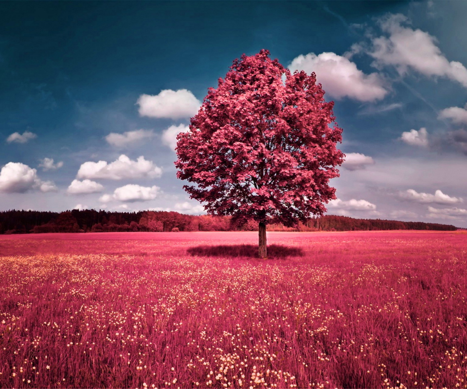 Обои Pink Grass Field 960x800