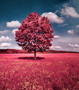 Pink Grass Field Wallpaper for HTC Titan