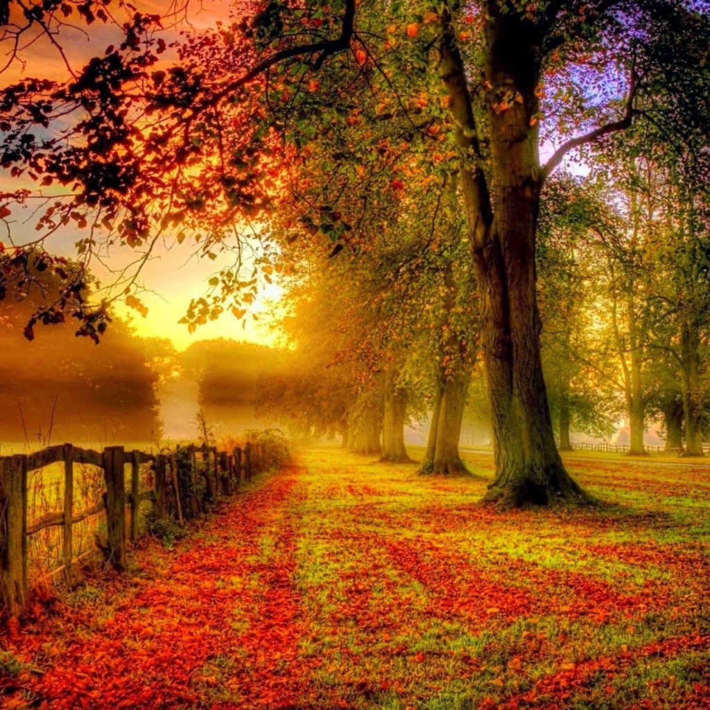 Das Autumn Morning Wallpaper 1024x1024