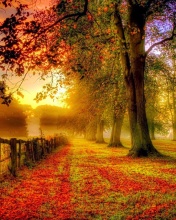Sfondi Autumn Morning 176x220