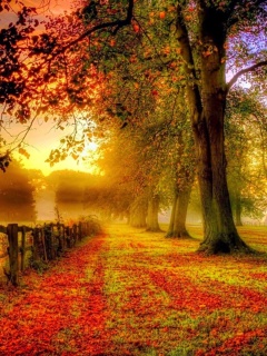 Fondo de pantalla Autumn Morning 240x320