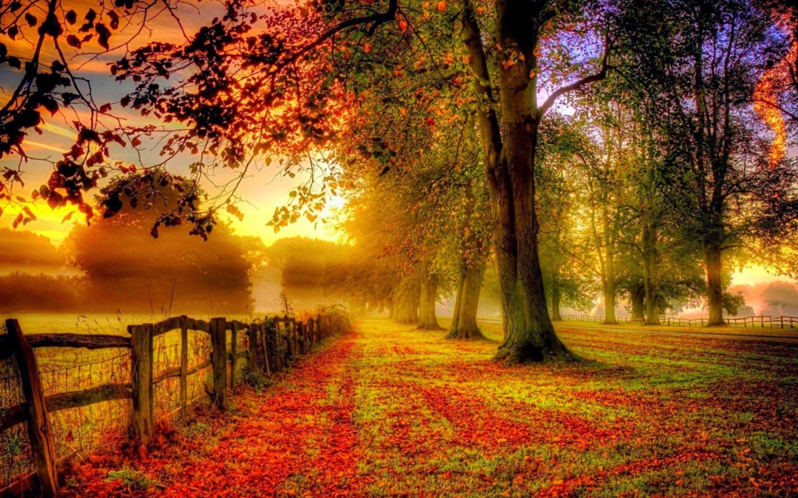 Autumn Morning wallpaper 2560x1600