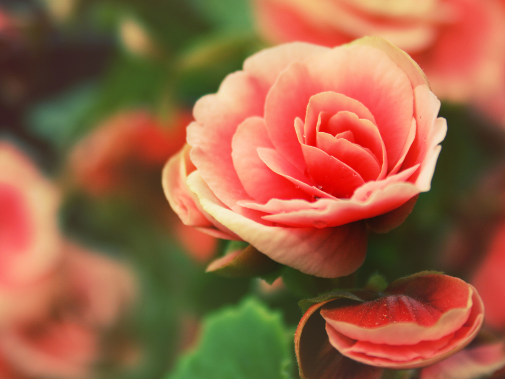 Sfondi Beautiful Pink Rose 1024x768