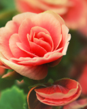 Beautiful Pink Rose screenshot #1 128x160