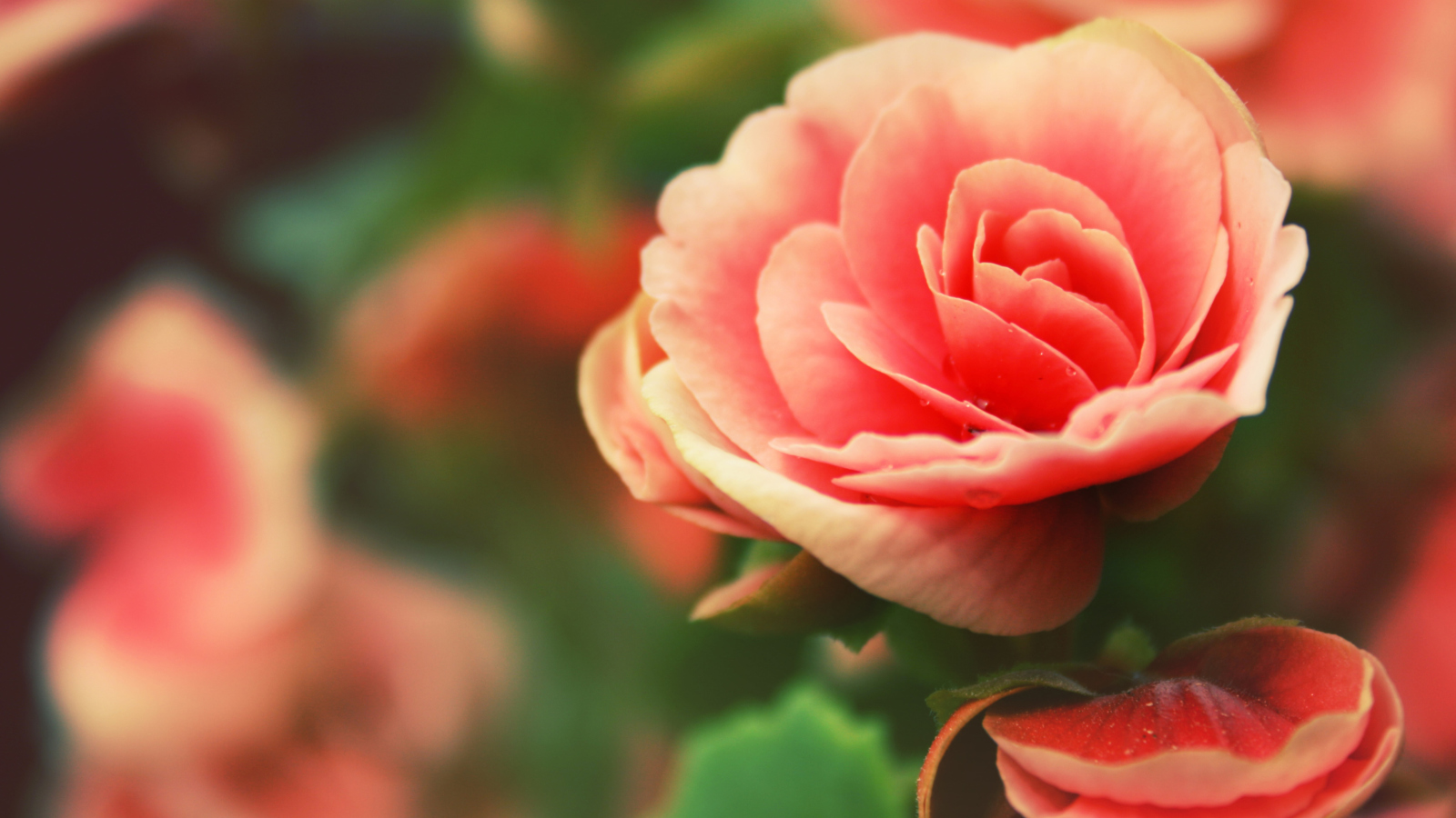 Обои Beautiful Pink Rose 1600x900
