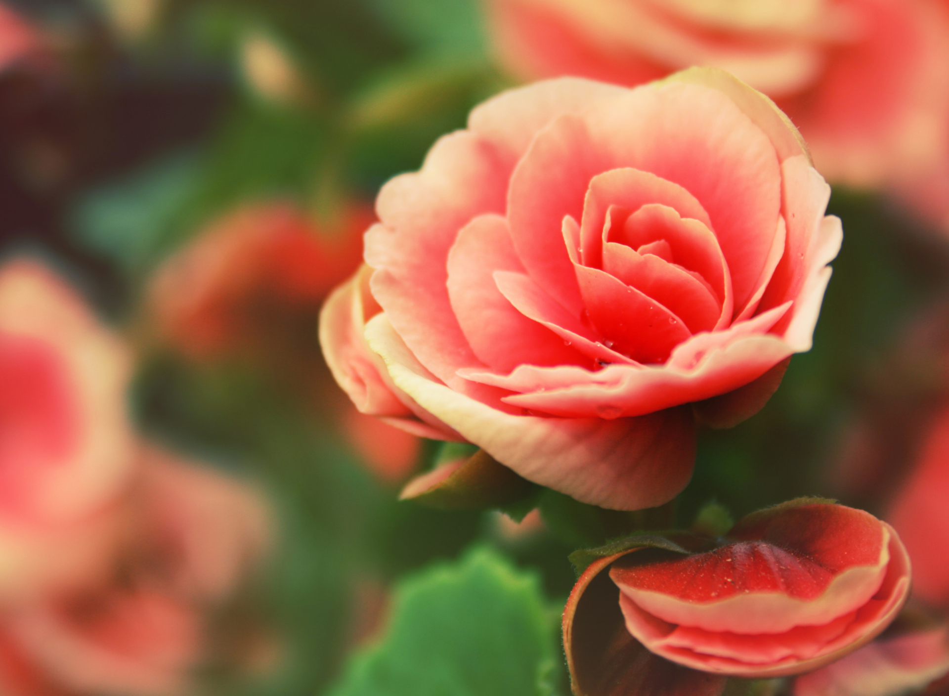 Sfondi Beautiful Pink Rose 1920x1408