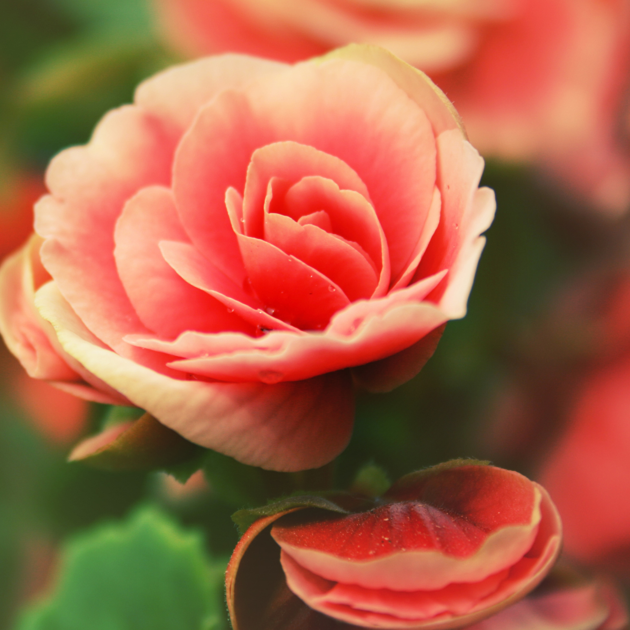 Fondo de pantalla Beautiful Pink Rose 2048x2048