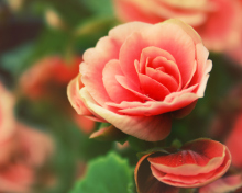 Fondo de pantalla Beautiful Pink Rose 220x176
