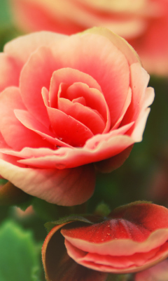Sfondi Beautiful Pink Rose 240x400