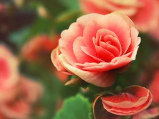 Sfondi Beautiful Pink Rose 320x240