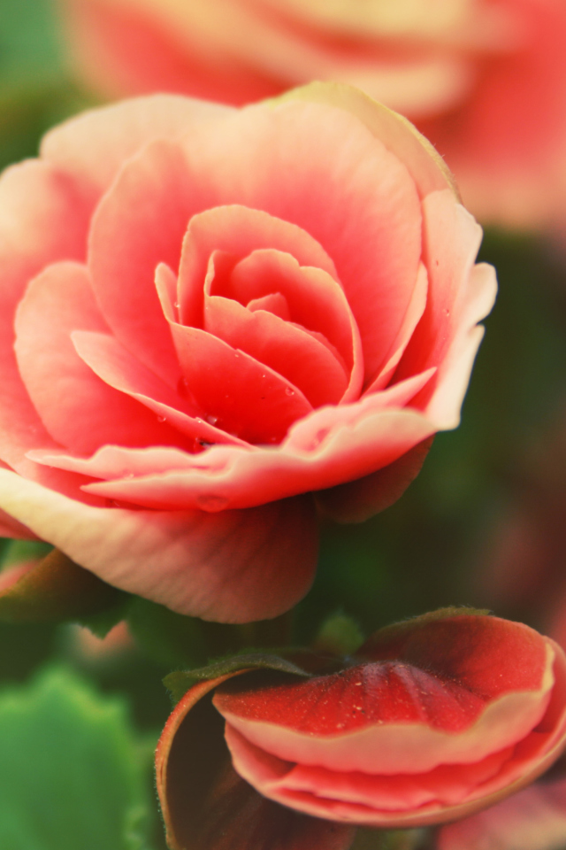 Fondo de pantalla Beautiful Pink Rose 640x960