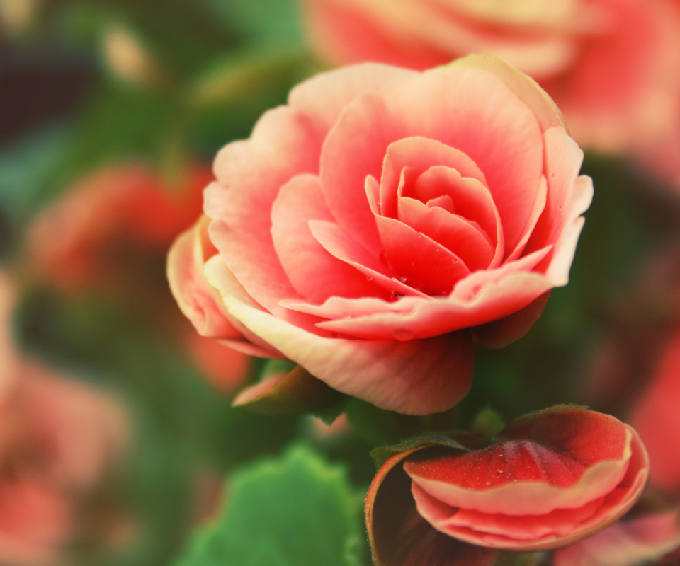 Das Beautiful Pink Rose Wallpaper 960x800