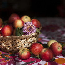 Das Bunch Autumn Apples Wallpaper 208x208