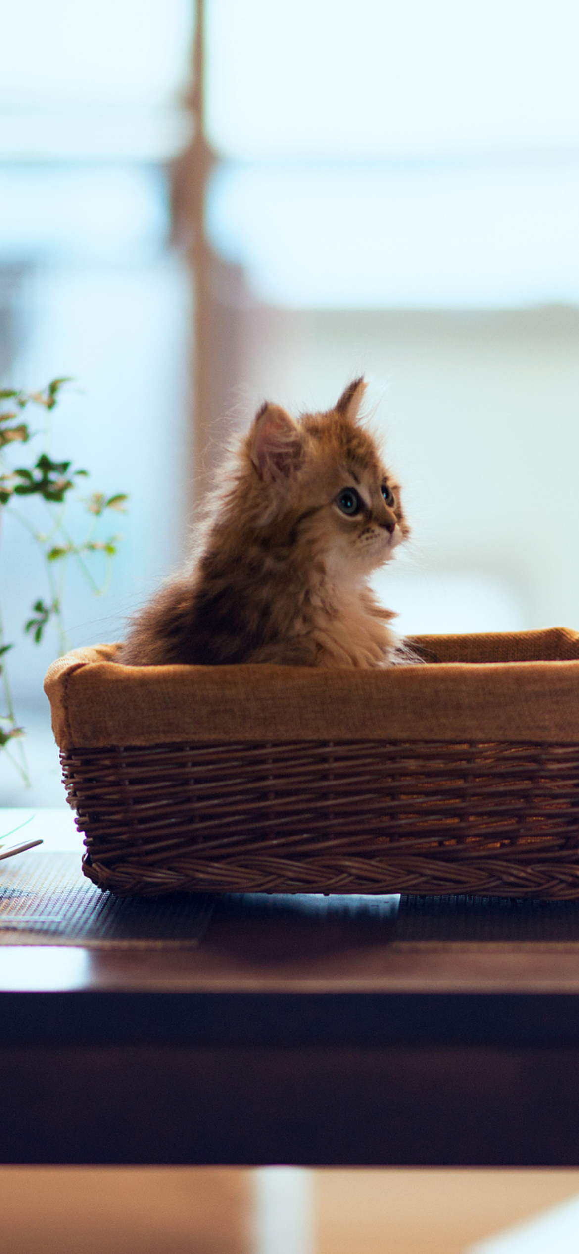 Screenshot №1 pro téma Cute Kitten In Bread Basket 1170x2532