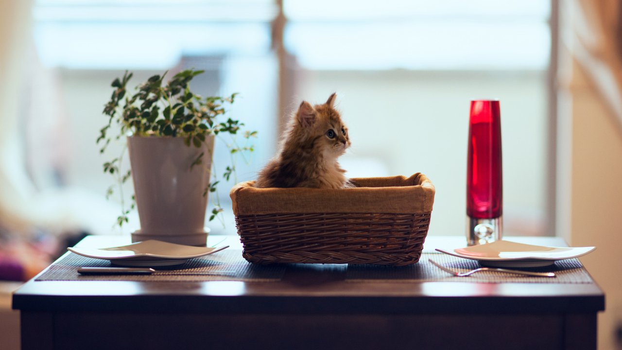Fondo de pantalla Cute Kitten In Bread Basket 1280x720