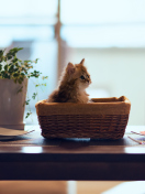 Обои Cute Kitten In Bread Basket 132x176