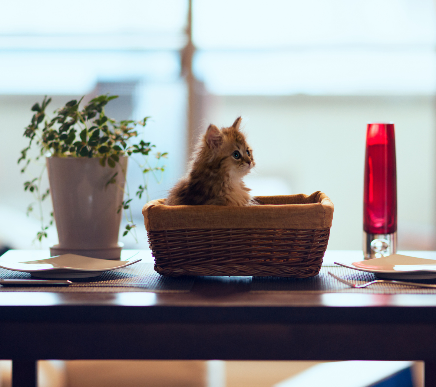 Das Cute Kitten In Bread Basket Wallpaper 1440x1280