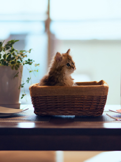 Das Cute Kitten In Bread Basket Wallpaper 240x320