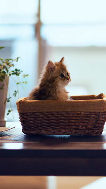Das Cute Kitten In Bread Basket Wallpaper 360x640