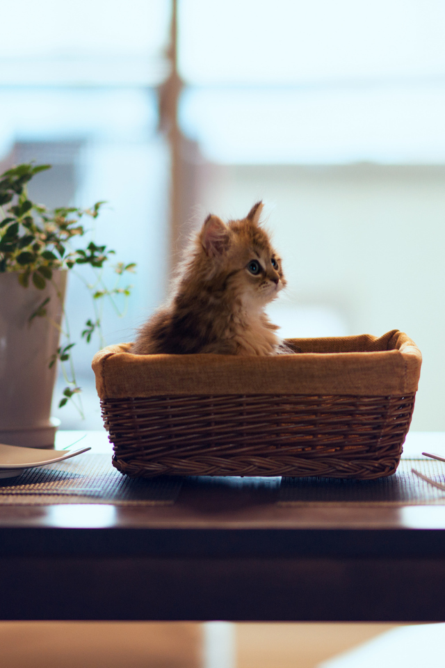 Sfondi Cute Kitten In Bread Basket 640x960