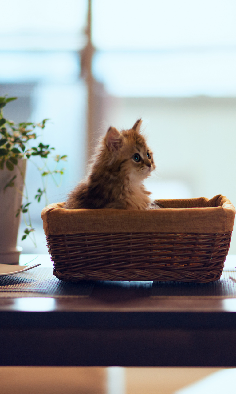 Das Cute Kitten In Bread Basket Wallpaper 768x1280