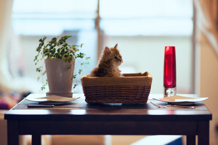 Обои Cute Kitten In Bread Basket