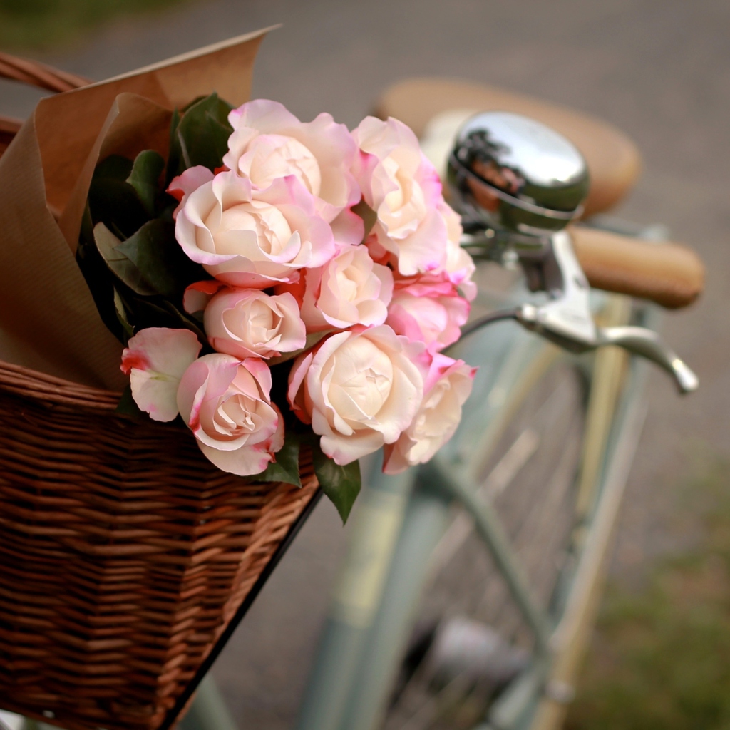 Обои Pink Roses In Bicycle Basket 1024x1024