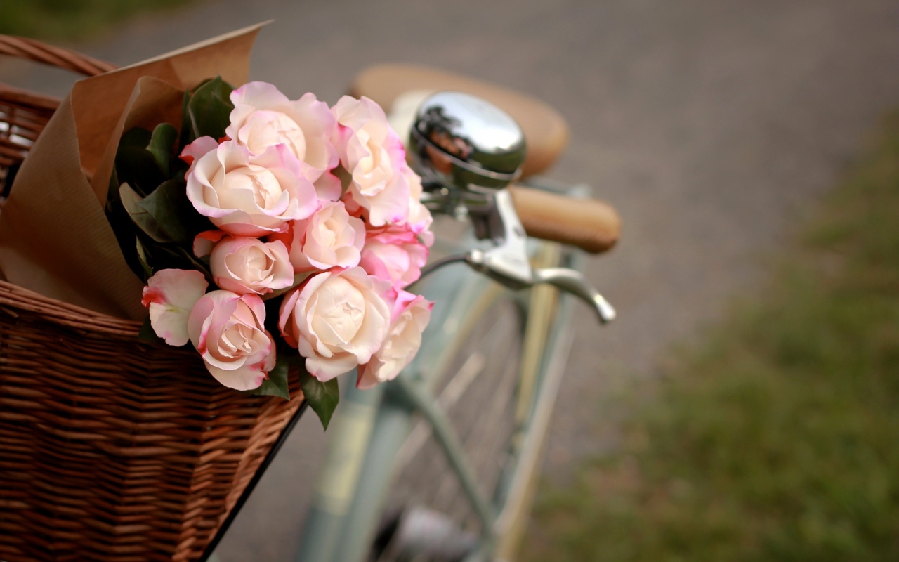 Pink Roses In Bicycle Basket wallpaper 1280x800