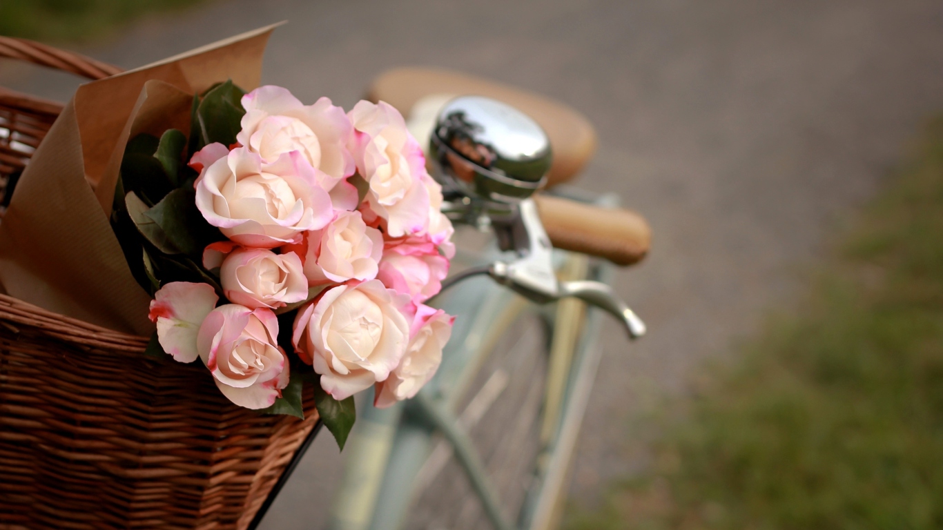 Pink Roses In Bicycle Basket wallpaper 1366x768