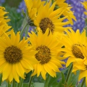 Sunflowers screenshot #1 128x128