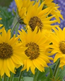 Fondo de pantalla Sunflowers 128x160