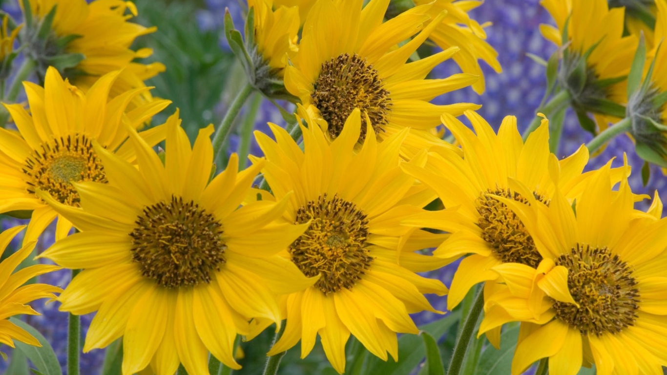Sfondi Sunflowers 1366x768