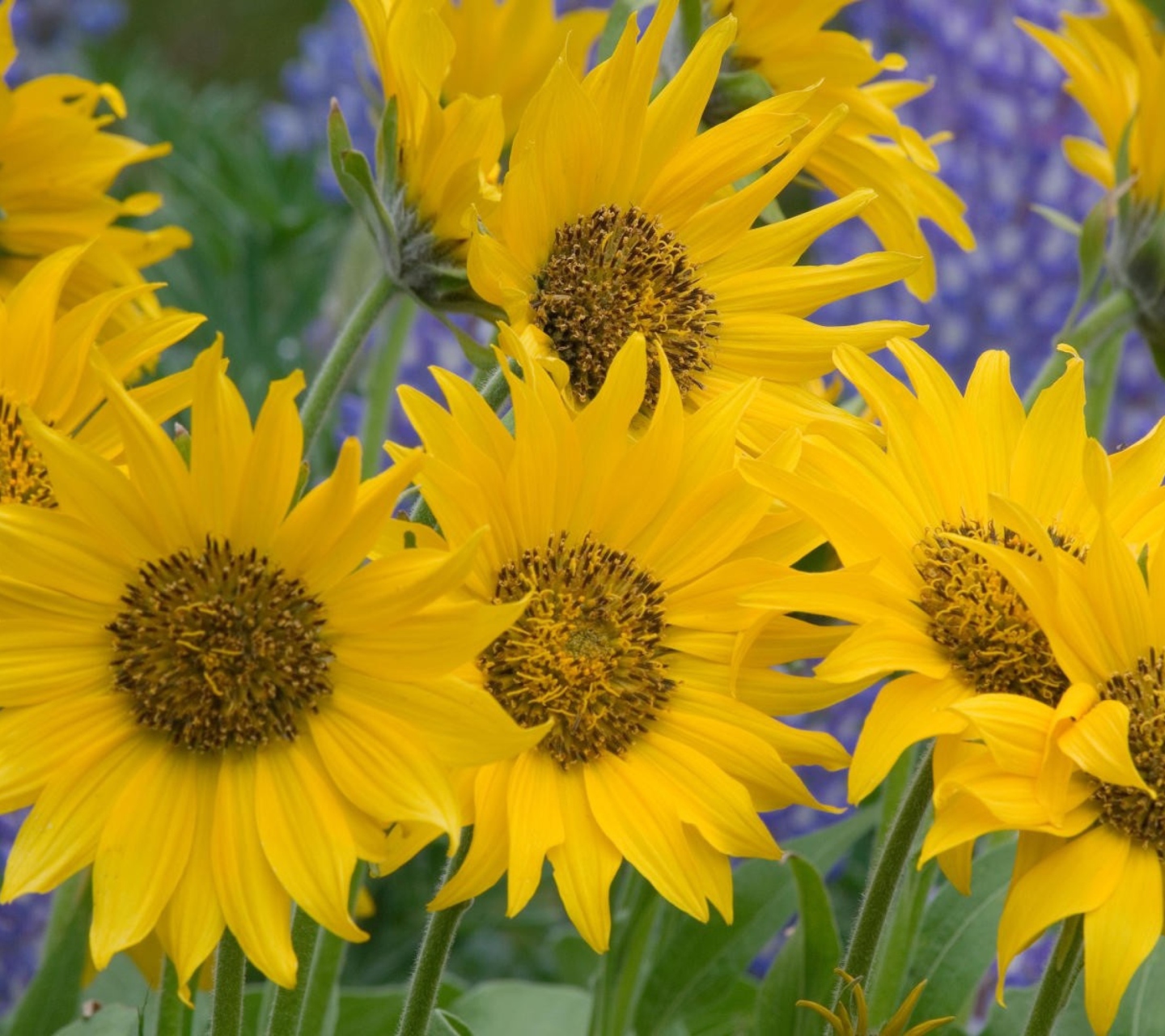 Fondo de pantalla Sunflowers 1440x1280