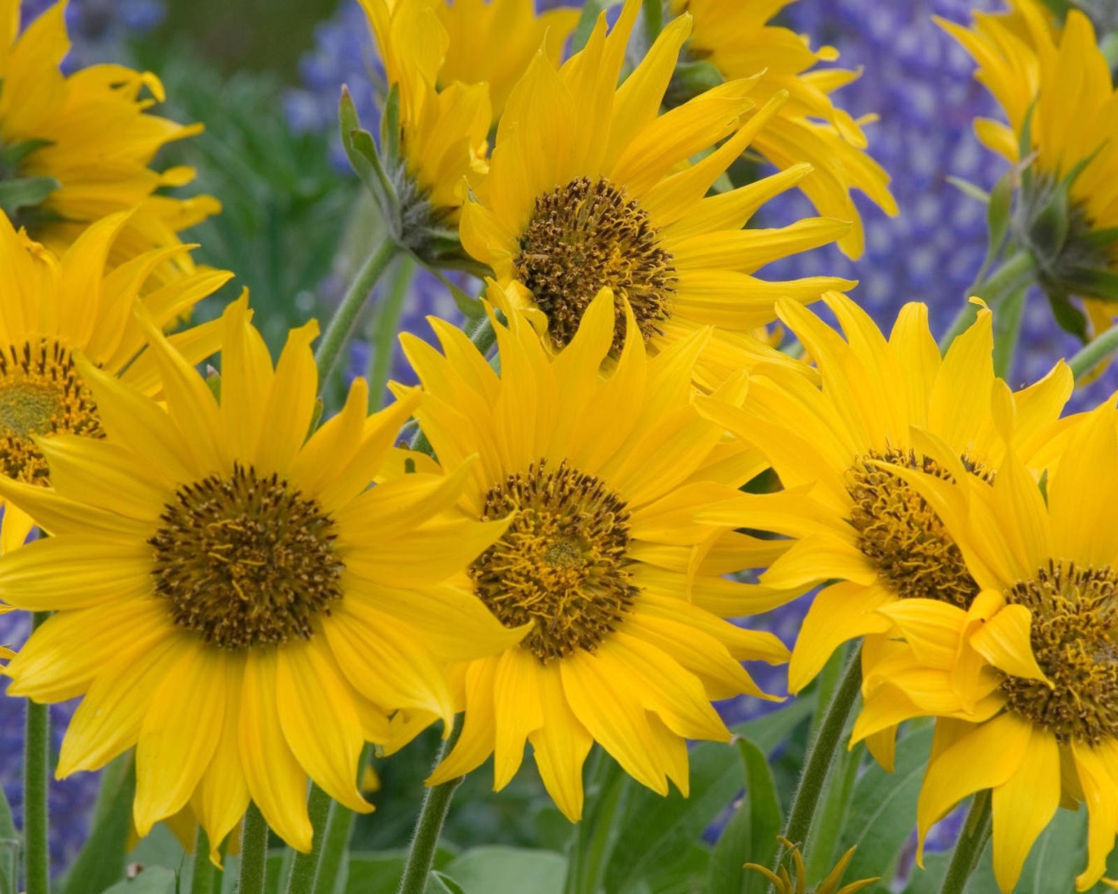 Sfondi Sunflowers 1600x1280