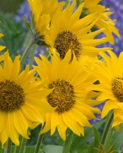 Screenshot №1 pro téma Sunflowers 176x220