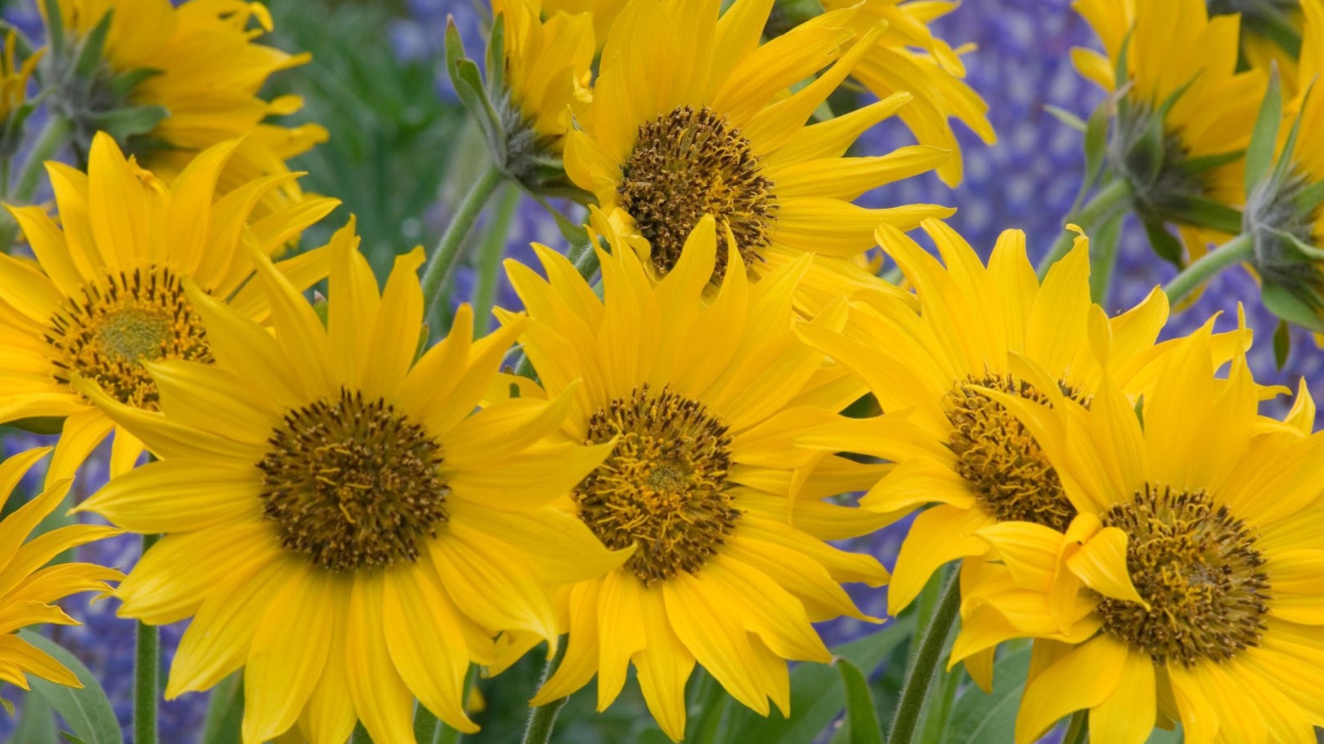 Sfondi Sunflowers 1920x1080
