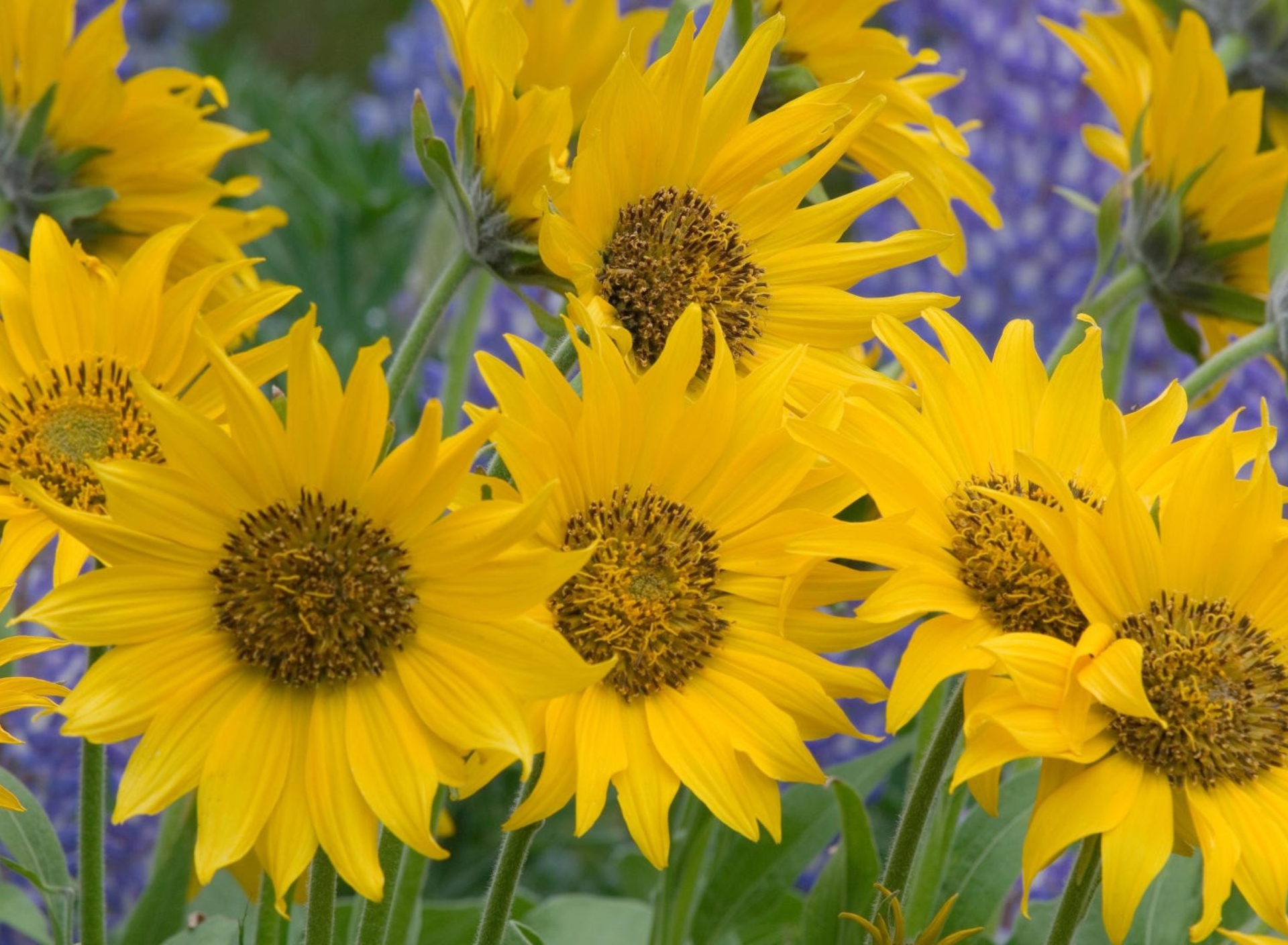 Обои Sunflowers 1920x1408