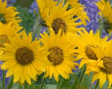Fondo de pantalla Sunflowers 220x176