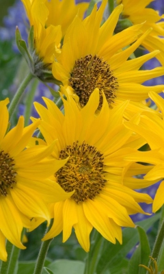 Обои Sunflowers 240x400