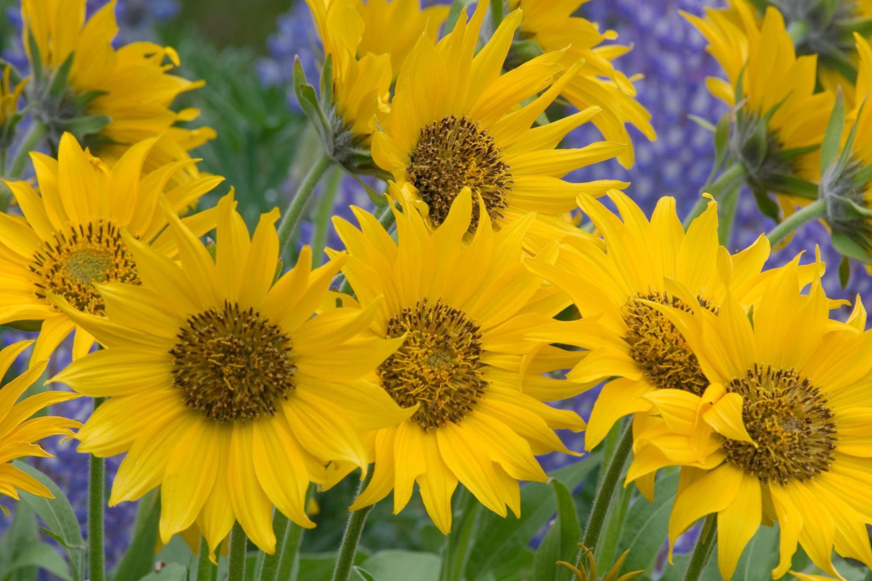 Sfondi Sunflowers 2880x1920