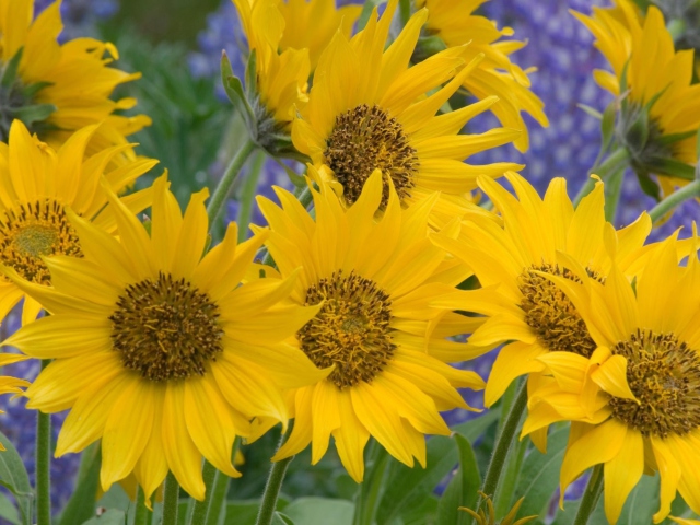 Sunflowers screenshot #1 640x480