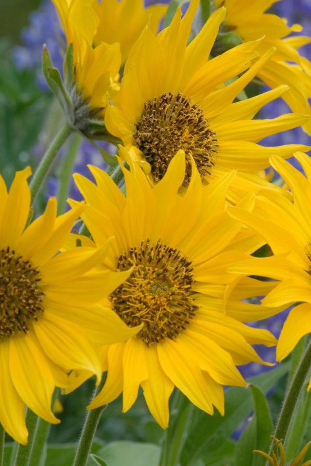 Sunflowers screenshot #1 640x960