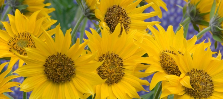 Fondo de pantalla Sunflowers 720x320