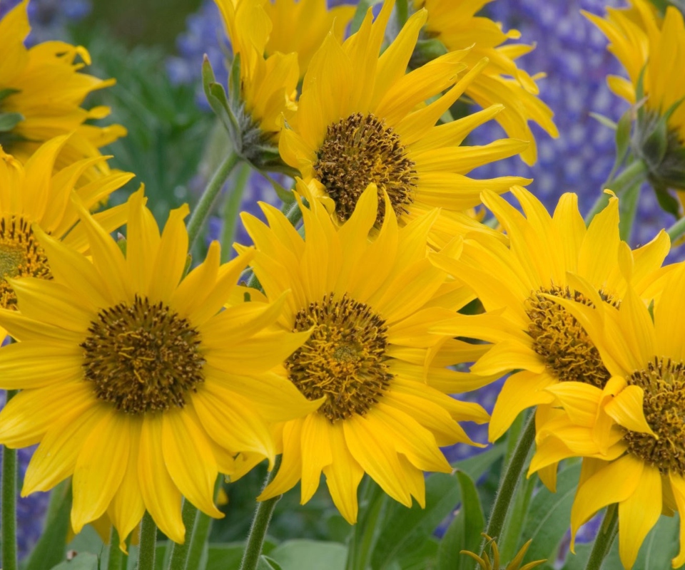 Sunflowers wallpaper 960x800